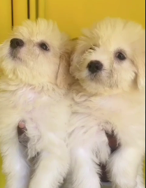 Buy Vaccinated Maltese Puppy from Chennai